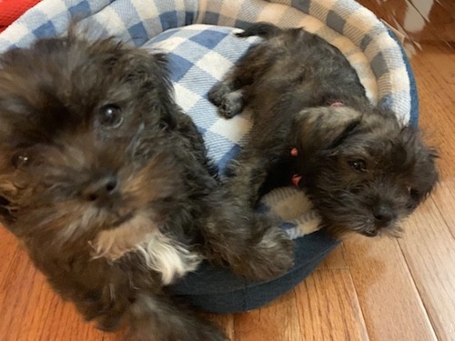 Two black brindle long haired puppies with dark eyes, black noses and white on their chest laying down in a round blue dog bed on a hardwood floor