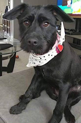 A soft-looking, shiny coated, medium-sized black dog with long hair on her face, a black nose and wide round brown eyes with ears that fold over to the sides, wearing a white bandanna sitting down on an ottoman in a living room