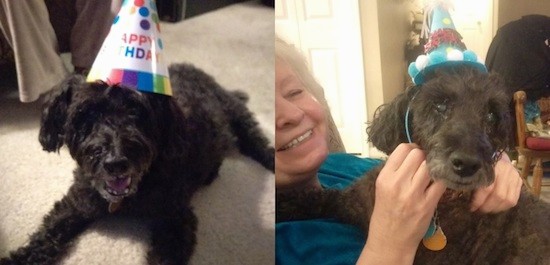 Two pictures side by side of a black, wavy coated dog laying down on tan carpet wearing a party hat and sitting on a lady's lap wearing a party hat