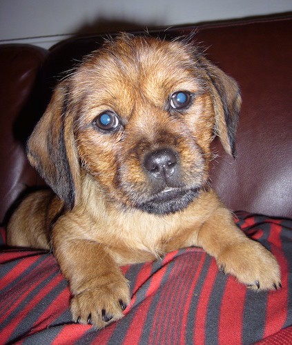 A little brown puppy with black tipped fur, ears that hang to the sides and very short legs laying down on a brown leather couch on top of a red blanket.