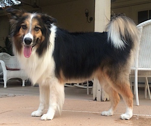 Side view of a thick, long haired tricolor dog with ears that fold out to the sides, a tail that curls up over his back with long fringe hair hanging from it, brown eyes, a black nose, a pink long tongue hanging out and a smile on his face standing on a porch.