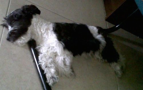 A wavy-coated black and white thick coated puppy with a square muzzle and small fold over ears laying down on a tan tiled floor sleeping
