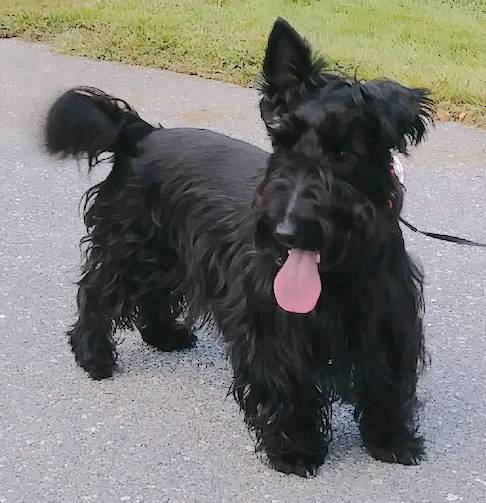 A long-bodied, short-legged black dog with one ear up and one ear down standing on a blacktop