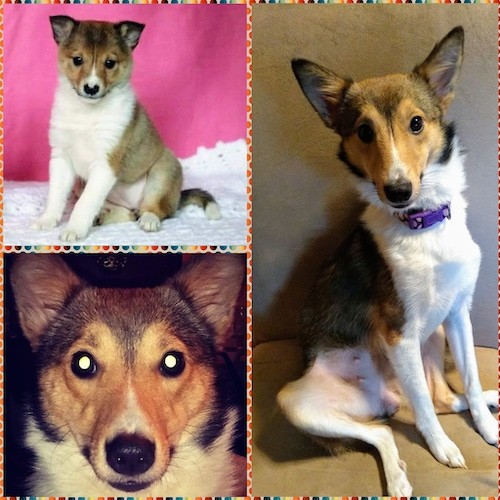 A collage of three pictures of a tricolor dog with a thick coat, a puppy picture with a hot pink background, a head shot and a full body shot of the dog full grown sitting down.