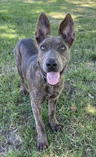 A brindle shepherd looking type dog with large ears that stand up, gray eyes and a pink tongue standing in grass