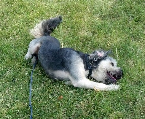 A black and tan dog with a long fluffy tail rolling around in the grass