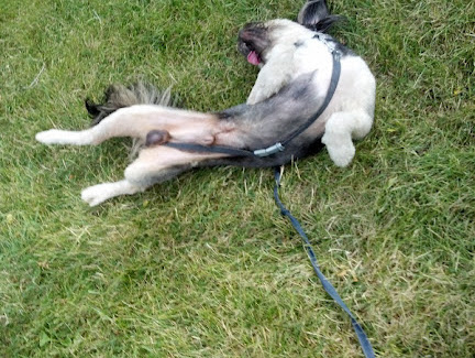 A tan and black dog laying belly up in the grass with a leash wrapped around him