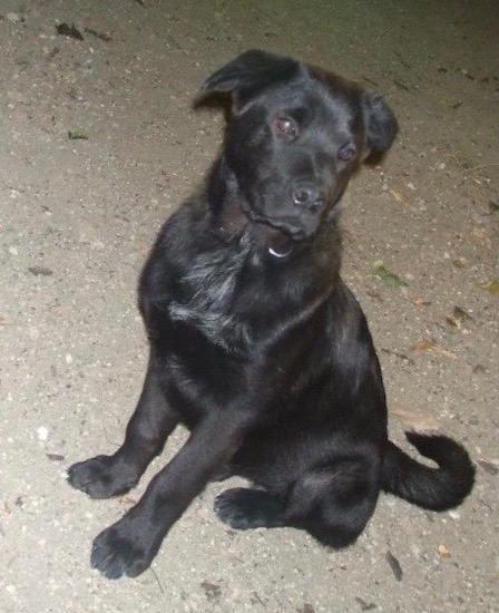 A shiny black puppy with a black nose and dark eyes sitting down looking to the right.