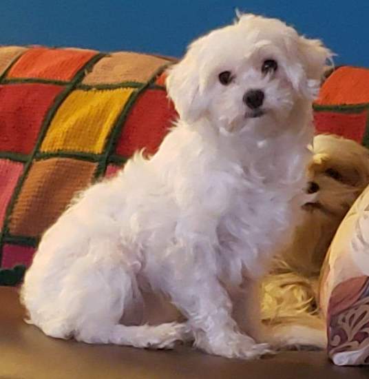A fluffy white dog with round black eyes and a black nose sitting on a couch with a colorful blanket behind her