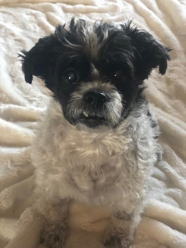 A small white and black dog with a dark head and light body sitting down on a fluffy white blanket with his bottom tooth caught up on his upper lip.