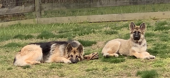 An adult bi-color shepherd next to a tan and black colored puppy laying in the grass