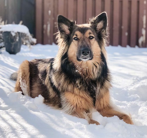 A thick long haired, tan and black colored dog with prick ears that stand up laying down in snow in front of a brown wooden fence.