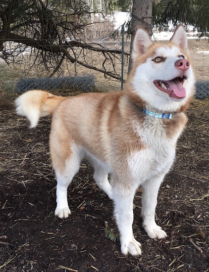 Front view of an orange copper with white looking large breed dog with a thick coat one tan eye and one blue eye standing under a pine tree looking  happy