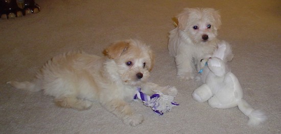 Two little tan and white soft puppies laying and sitting with their dog toys on a tan carpet