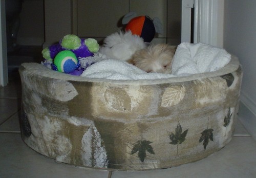 A little tan and white puppy curled up sleeping in a tan dog bed with dog toys in it.