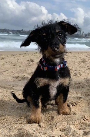 A small, short-legged, low to the ground black and tan dog with ears that fold down and out to the sides sitting down on a beach in front of the ocean water.