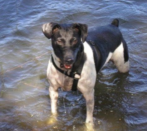 A muscular black and white, shorthaired dog with ears that fold down to the sides, a bob tail, dark eyes and a black nose standing in deep water