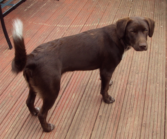 A chocolate brown colored dog with a white tipped tail standing outside on a deck.