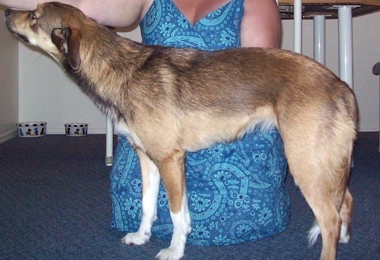 Side view of a brown, tan and white dog standing in a stack pose inside of a house