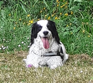 A black and white dog laying down in green grass with her pink tongue hanging out looking happy