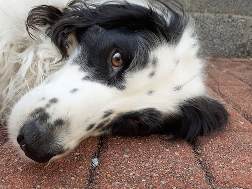 Close up head shot of a black and white dog laying down on a brick patio