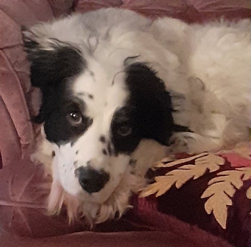 A black and white dog with a thick longhaird coat and a black patch over each eye laying down on a maroon couch
