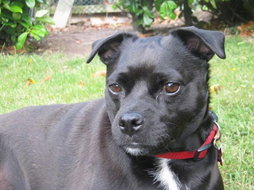 A thick bodied, shiny coated, black dog with a white chest, small v-shaped ears that fold over at the tips, almond shaped brown eyes, a round head  wearing a red collar laying down in green grass