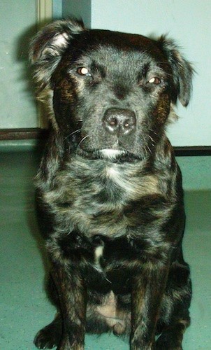 Front view of a thick, medium coated black dog with tan and white mixe in, small ears that fold down, a large head with a black nose and a wide chest sitting down inside of a house