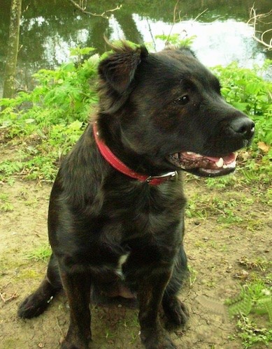 Front side view of a thick bodied dog with a large head, a big forehead, long muzzle and dark eyes with small fold over V-shaped ears and a wavy black, with brown and white hair mixed in sitting down outside in front of a body of water