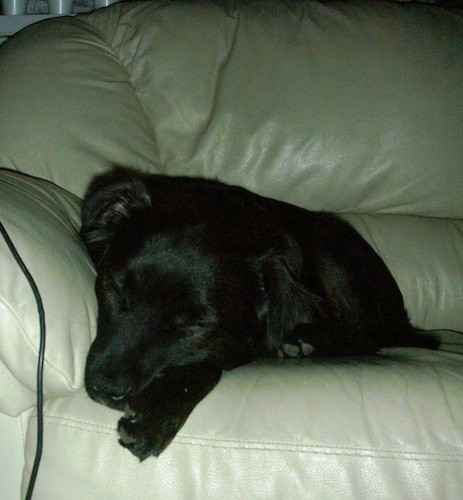 A shiny coated lack dog sleeping on a tan leather couch