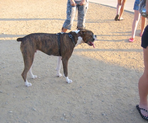 A brown brindle Boxer dog standing among a crowd of people.