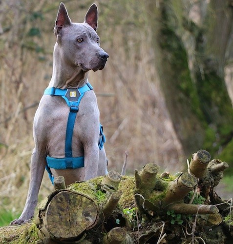 Front view of a gray dog with a very short coat, gray eyes, a gray nose and big prick ears that stand up to a point with his front paws on a log outside in the woods