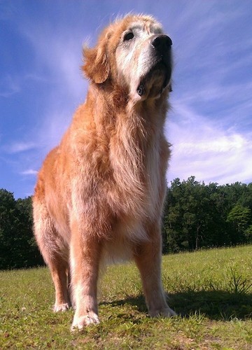 A large breed golden tan colored dog with a graying muzzle on his huge head, a big black nose and dark eyes standing outside in green grass with a deep blue sky and a splash of white clouds behind him