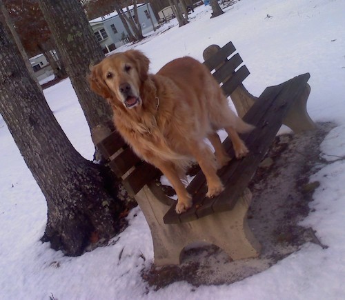 A large breed, long  haired, golden dog with ears that hang to the sides, a large blocky graying muzzle standing up on  park bench outside on a snowy day