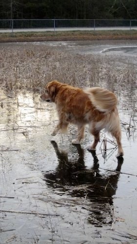 A large breed golden colored dog with a tan, thick undercoat walking across ice on a frozen pond with grass growing up through the ice