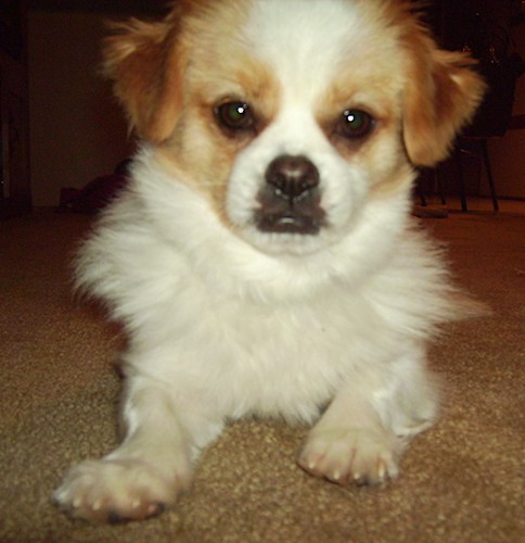 A toy sized little, white with tan dog with small fold over ears, a black nose and dark round eyes laying down on a tan carpet