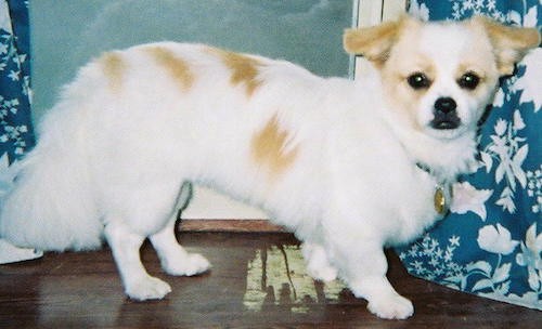 A long bodied white and tan dog with short legs and a long thick coated tail with small ears that hang down and out to the sides, black eyes and a black nose with black lips standing on a hardwood floor inside of a house