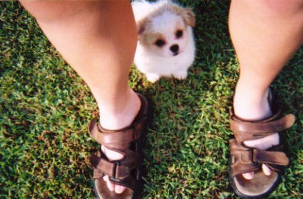 A tiny, fluffy little soft looking tan and white puppy sitting down between the legs of a person wearing brown sandals outside in grass