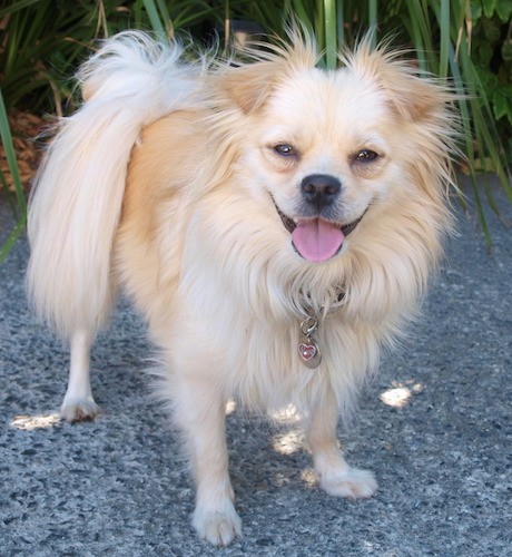 Front view of a happy looking longhaired tan dog with a tail that curls up over her back with very long hairs hanging from it, small v-shaped ears that fold over at the tips, a black nose and thick long hair ruffled around her neck standing outside on a sidewalk in front of tall green grass