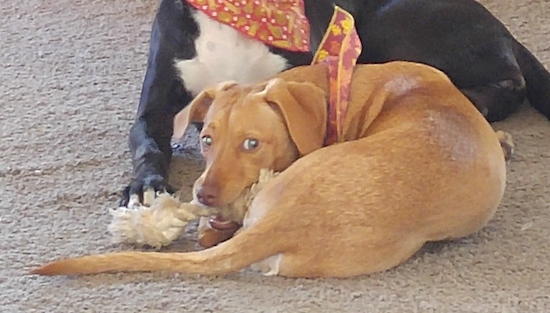 A rust colored dog wearing a bandana laying down curled up next to a black and white dog