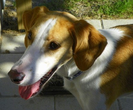 Looking down at the head of a brown and white dog with ears that hang to the sides, a long muzzle with a big black nose and a pink tongue showing outside in the shade with the sun peaking through