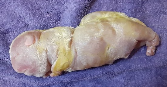 A white and yellow puppy that is blown up with fluid laying on a purple towel