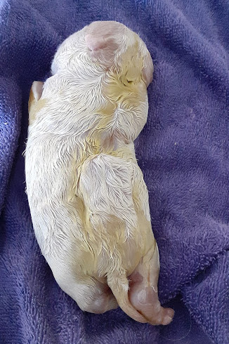 Close up - Back view of a white and yellow puppy that is blown up with fluid laying on a purple towel