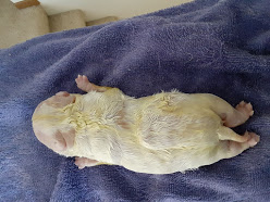 Back view of a white and yellow puppy that is blown up with fluid laying on a purple towel