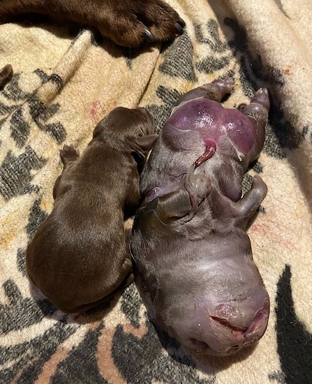 A bloated gray puppy with some skin removed next to a healthy brown puppy on a tan and black blanket