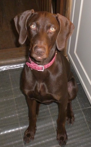 A large breed, shiny coated brown dog with wide, long soft hanging ears, a long muzzle, a brown nose and yellow eyes wearing a pink collar sitting down inside of a house