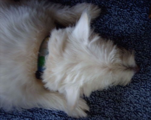View from above looking down at a soft looking white dog wearing a green collar sleeping on a blue carpet