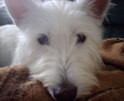Front view close up of a soft white dog with long hair, a long muzzle and a big black nose laying down with his head on a brown blanket