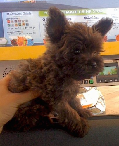 A fluffy little dark chocolate colored dog wiht prick ears that stand up in the air, wide round dark eyes and a black nose looking like a cute little plush stuffed toy sitting down with a hand on his back