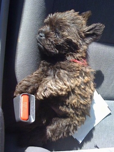 A small little, thick coated, brown brindle, wavy coated puppy sleeping on the seat of a car next to the seat belt